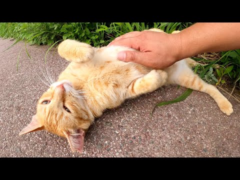 お腹を触られても文句を言わず喜ぶ茶トラ猫(YouTube)
