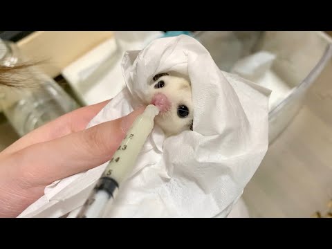 可愛すぎる赤ちゃんがやってきた(YouTube)