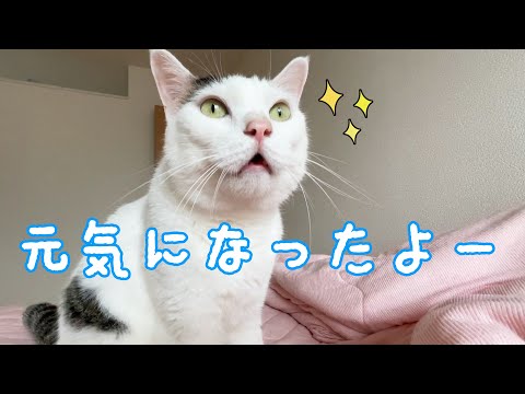 元気がなかったチロさんが復活しました！！(YouTube)