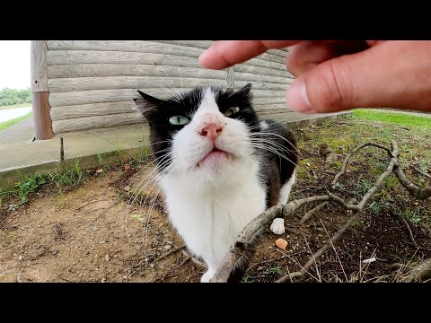 パトカーみたいな毛色の猫が小屋の周囲を巡回する(YouTube)