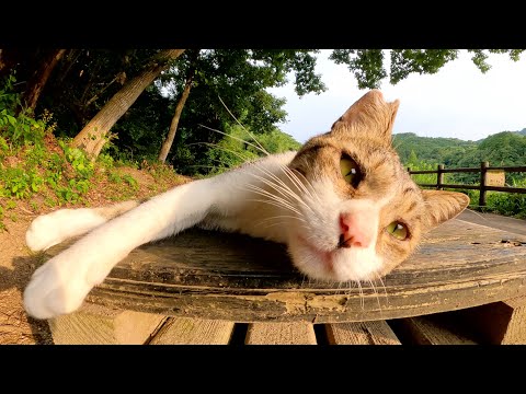寄り目のキジシロ猫がベンチで寝転んで気持ち良さそうに夕日を浴びる(YouTube)