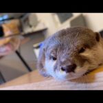 完全にシンクロして寝てしまうカワウソと猫！ An otter and a cat sleeping in perfect synchrony!(YouTube)