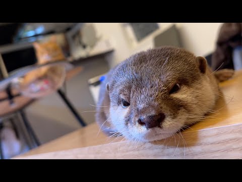 完全にシンクロして寝てしまうカワウソと猫！ An otter and a cat sleeping in perfect synchrony!(YouTube)