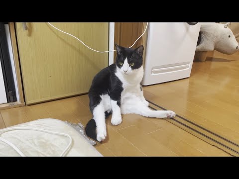 オッサンみたいな座り方の猫、過去にも同じような座り方をしていた猫(YouTube)