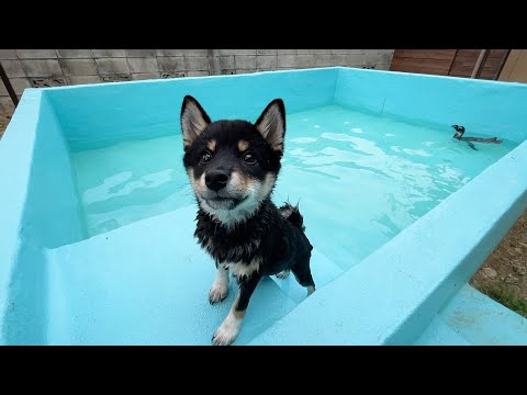 優雅に泳ぐペンギンをうらやましそうに見つめる仔犬(YouTube)