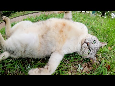 アザラシ猫が大理石模様のお腹を見せて甘えてきた(YouTube)