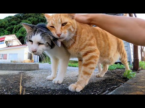 起こされたらお友達の茶トラ猫も起こして一緒に撫でられにくる仲良し二人組の猫(YouTube)