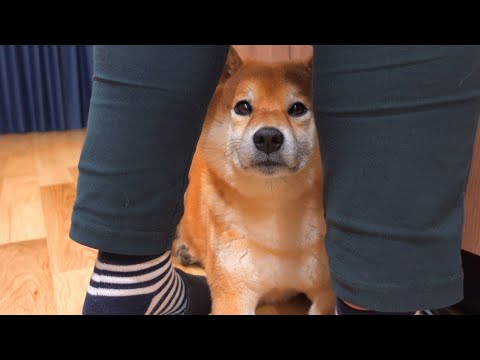 雷が怖すぎて覚醒する柴犬がかわいい。(YouTube)