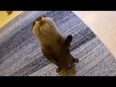 一生後ろをついてくるカワウソとずっと追いかけっこしてみた otter chased  I whole time.(YouTube)