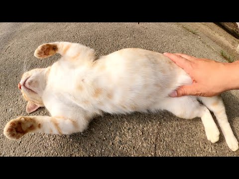 クリーム猫がコロンッと寝返りを打って両面をモフられようとする(YouTube)