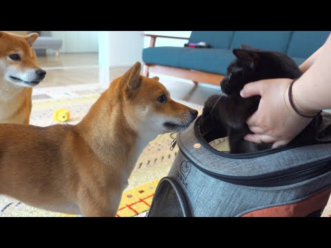 子猫の散歩の練習を、それぞれの形で心配する柴犬の姉と兄。(YouTube)