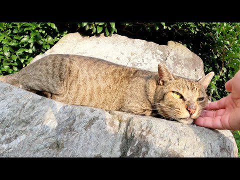 公園で出会ったキジトラ猫が秘密基地に案内してくれた(YouTube)
