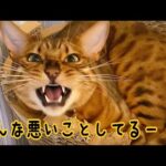 ニャイコパス猫が仲間の悪事をチクっております(YouTube)