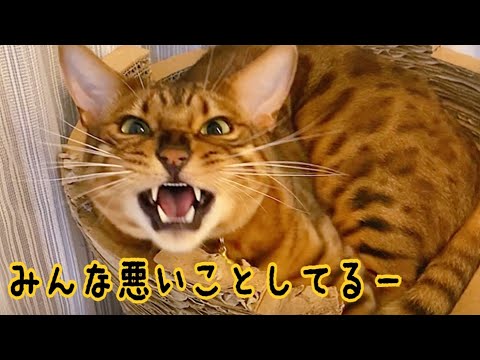 ニャイコパス猫が仲間の悪事をチクっております(YouTube)