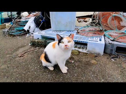 夕方の漁港に行ったらハートマークの三毛猫ちゃんがモフられにきた(YouTube)