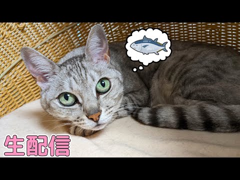 7月のマグロとおやつ生配信🐟(YouTube)