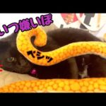 うちの黒猫は墨扱いしてくる巨大タコが嫌いです(YouTube)
