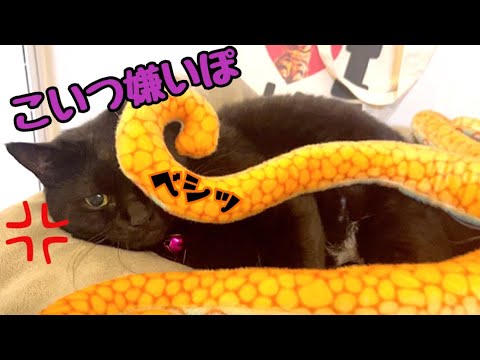 うちの黒猫は墨扱いしてくる巨大タコが嫌いです(YouTube)