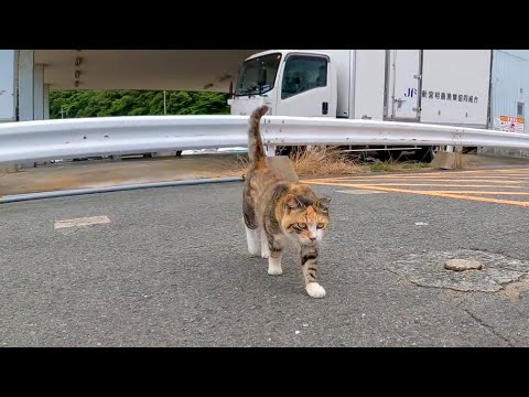 漁港で三毛猫がモフられに来た(YouTube)