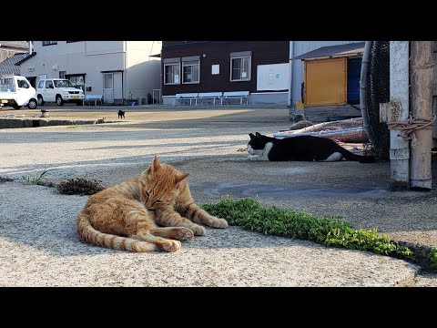 感動猫動画 のライブ配信(YouTube)