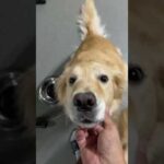 あごスチャッ！(YouTube)