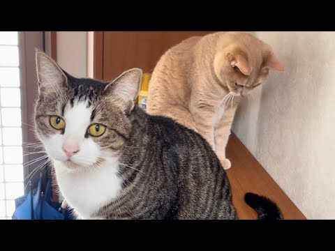 お父さんが出かけるまで傍を離れない猫(YouTube)
