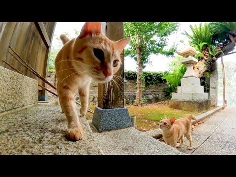 猫島の港近くの神社に行くと子猫の兄弟が付いてきてカワイイ(YouTube)