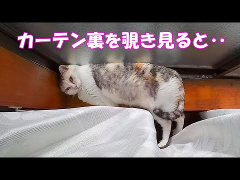 猫が大好きなカーテン裏にカメラを置いてみると、何とも無防備で愛くるしいネコ吉の姿が‥【Google Nest Cam アクティビティ】(YouTube)