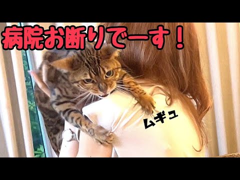 【猫の慢性腎不全】半年ぶりの定期検査を全力で拒否されます（テトのワクチンも）(YouTube)