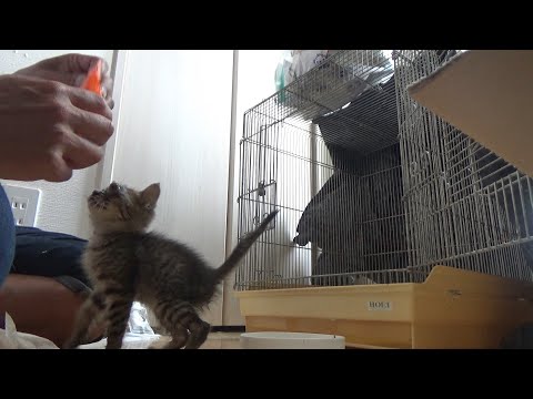 捨てられ片目を失った保護猫との生活(YouTube)