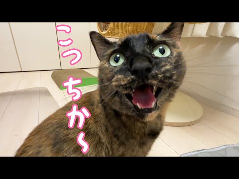 モモっちとのかくれんぼで久々にママが勝ちました！(YouTube)