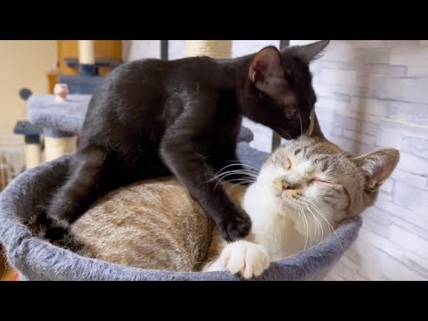 大好きなお姉ちゃん猫に初めてペロペロした日♥(YouTube)
