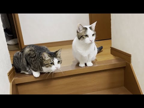 深夜にゴ○○リを見つけてしまった猫(YouTube)