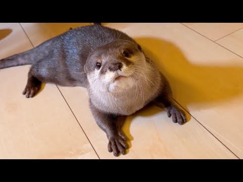 猫がどんどん高いところに移動するが届かず見てるだけのカワウソ Otter watching as cat moves to higher ground but can’t reach it.(YouTube)