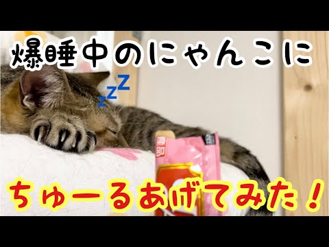 食いしん坊猫さんは、爆睡中でもちゅーるを食べるのか！？検証してみた！！(YouTube)