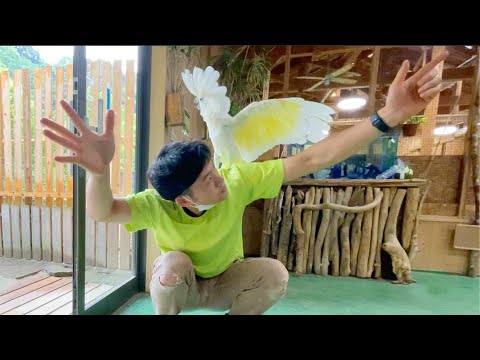 スイカをあげたら飼育員の周りがカオス状態に(YouTube)