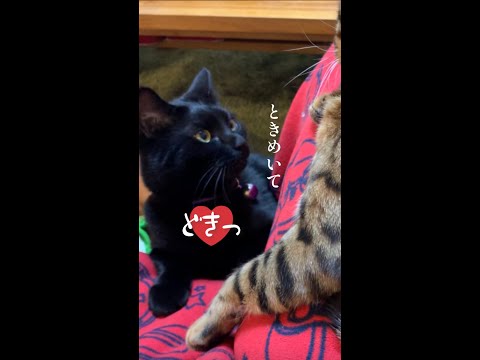好き止まらないぽ🐈‍⬛💜 #shorts(YouTube)
