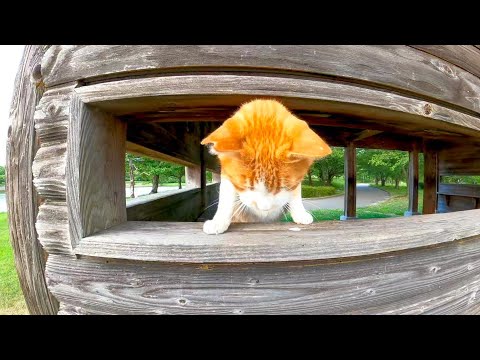 野鳥観察小屋の窓から飛び出す猫(YouTube)