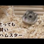 ウンチしたよ！と報告してくるハイスペックハムスター(YouTube)