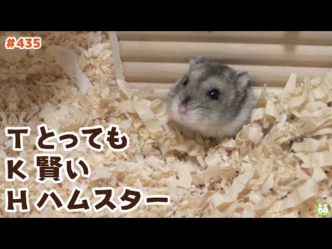 ウンチしたよ！と報告してくるハイスペックハムスター(YouTube)