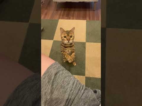 声かけだけで芸をする猫　#shorts(YouTube)