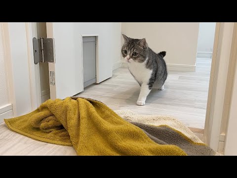 飼い主が一瞬で消えるマジックを披露したら猫のリアクションが100点すぎたw(YouTube)