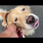今日もがんばろうね(YouTube)