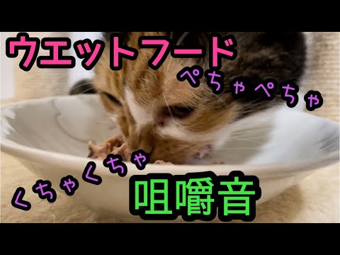 ウエットフードを食べる猫たちの癒し咀嚼音♪(YouTube)