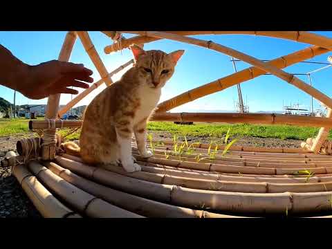 【今週のボツ動画】短い野良猫動画まとめて公開-猫島キャンプ特別編(YouTube)