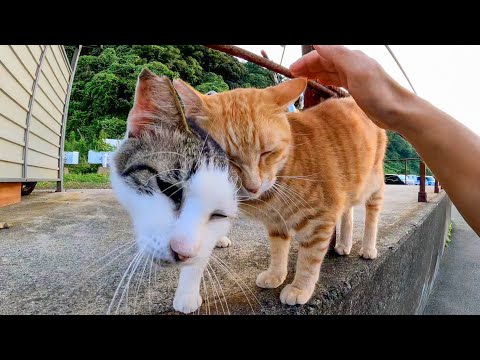 いつも仲良し野良猫二人組がスリスリしながらモフられにきた(YouTube)