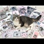 【ご報告】ついにもち様がとんでもないことになりました…(YouTube)