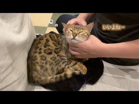 うとうとモードの弟猫とおじさん(YouTube)