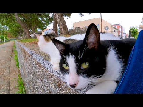 海沿いの道に行くと草むらで休んでいた猫が一斉に寄ってきて愉しい(YouTube)