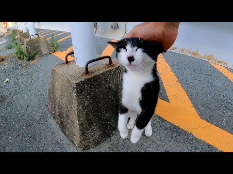伸び上がって撫でられにくる野良猫が可愛過ぎる(YouTube)